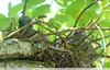 nid de pigeons ramiers