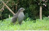 Un rapace dans le jardin