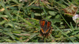 Rouge orangé