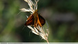 Un curieux papillon fauve-orange