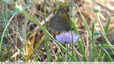 Des Myrtils aux grandes pattes