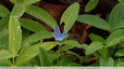 Petits bleus en goguette