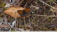 Marron et orange