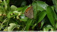 Myrtil dansle pyracatha
