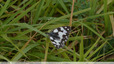 Papillons blancs et noirs