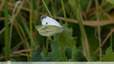 Papillon blanc