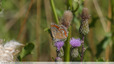 Petit papillon sur cirse