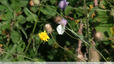 Papillon blanc
