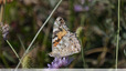 Migratrice au Pic de la Sabine