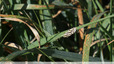 Noctuelle sulfurée