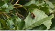 Bombyle trapu