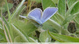 Papillon tout bleu