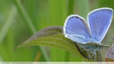 Quelques tâches bleues dans les herbes