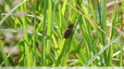 Dans les hautes herbes