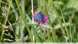 Eclat turquoise sur le trèfle rose