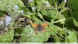 Un papillon Cuivré
