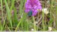 Bijou turquoise sur pyramide