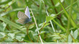Des bleuets dans les herbes