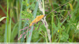 Papillon jaune d'or