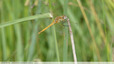 Un insecte bati pour le vol