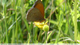 Myrtil et bouton d'or