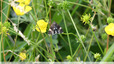 papillon Funèbre