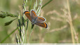 Tout petit brun à lunules orange