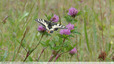 Machaon sur trèfle