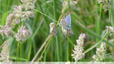 Bleu comme l'azur