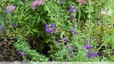 Petit colibri dans les sauges