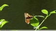 Des Tircis dans mon jardin