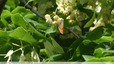 Les fleurs de tilleul attirent