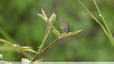 tout petit sur feuilles de ronce