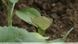 Piéride sur tournesol