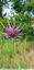 Belle fleur mauve le long du chemin enherbé