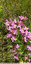 Fleurs roses dans la prairie