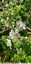 Petites fleurs roses pâles