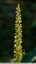 Orchis homme pendu
