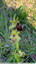 Ophrys de mars