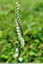 Les spiranthes du CIP