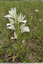 Orchis papillon hypochromes
