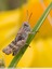 Un criquet sur les gaillardes