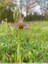 Ophrys abeille