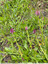 Quelques pyramides roses
