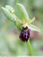 Après les ophrys de mars voici les ariagnées