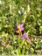 Délicates Ophrys