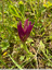 Une belle orchidée couleur rose vif