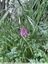 des orchidées le long du Cabousset