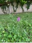 Plusieurs zones avec des orchidées dans le secteur de Tanaria