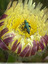 Un noble insecte